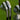 Srixon ZX7 MK II Limited Edition Black Chrome Golf Irons